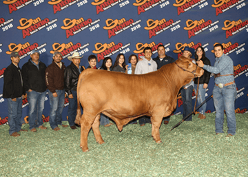 Marco Jasso Champion Heavy Santa Gertrudis San Antonio