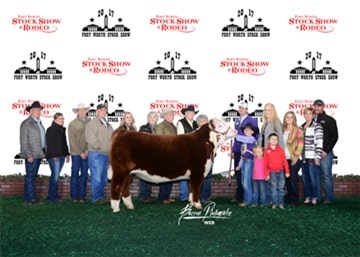 Ryder Day Reserve Champion Light Weight Polled Hereford Fort Worth Stock Show