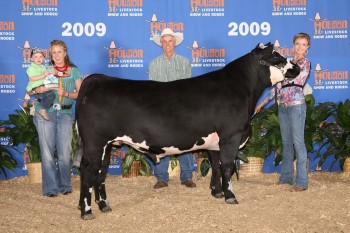 1st Place – Class 5 Chianina 2009 Houston