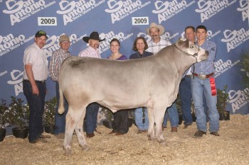 2nd Place Simmental 2009 San Antonio