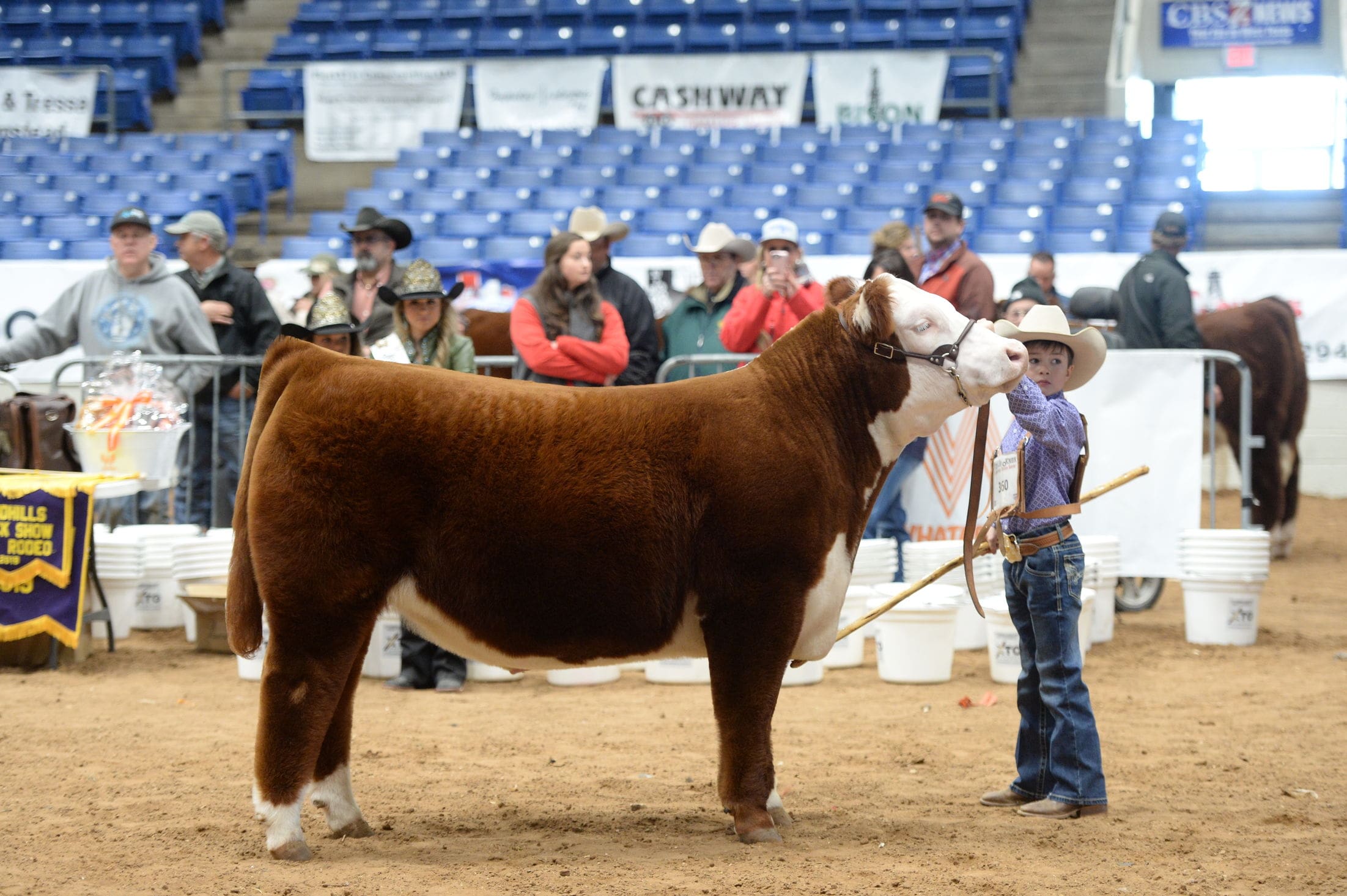 Champion Lightweight Hereford 2019
                                SandHills