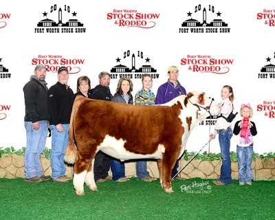 Swayzee Harlan Reserve Champion Light Weight Polled Hereford 2016 Fort Worth