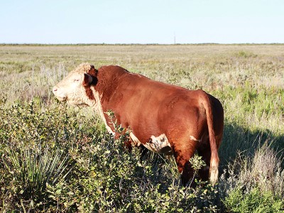 Bull Ironman