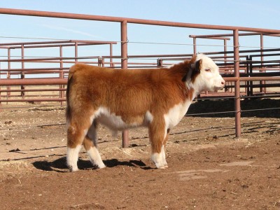 Bull Ironman