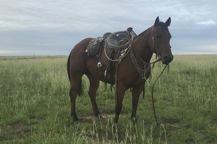 Colt D Spanish Eyes