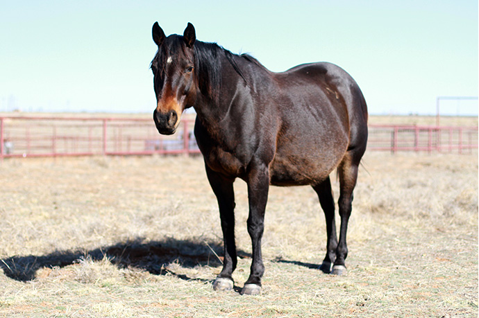 Colt Geniune As Diamonds