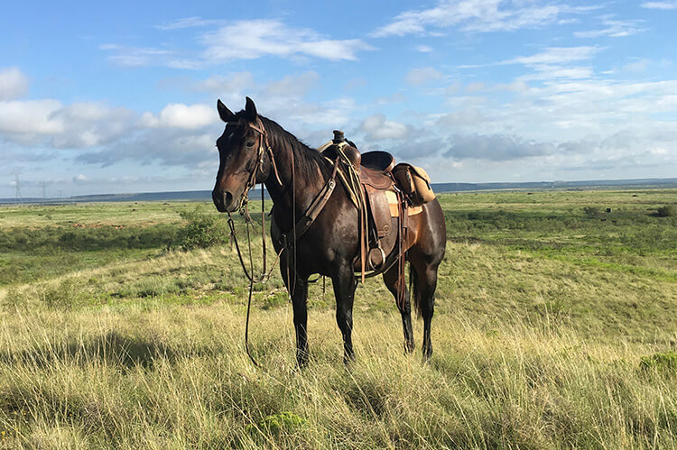 Colt Mex D co