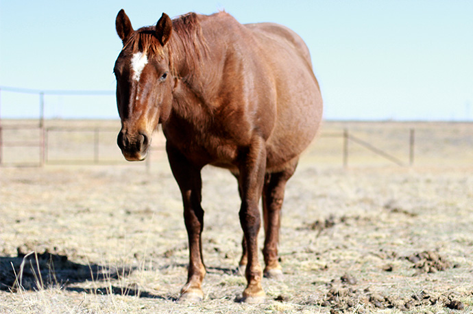 Colt Whata Rhonda Five