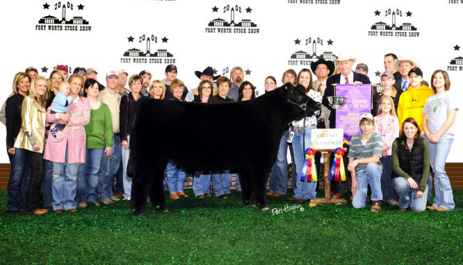 Grand Champion Steer 2008 Fort Worth Stock Show