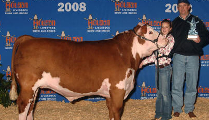 1st place middle weight Hereford 2008 Houston Livestock Show