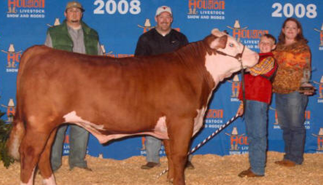 1st place heavy weight Polled Hereford 2008 Houston Livestock Show
