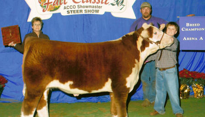 Champion Polled Hereford 13 Times 2nd Place, 2008 Fort Worth