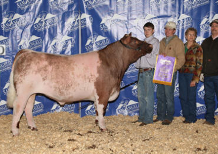 Champion British San Angelo Stock Show