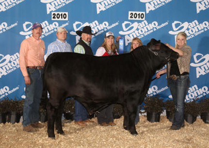 Class Winner Brangus San Antonio Stock Show