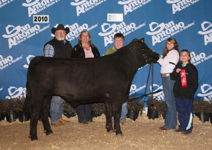 2nd Place Chianina San Antonio Stock Show