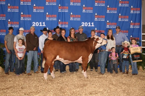 Champion Polled Hereford Houston Livestock Show