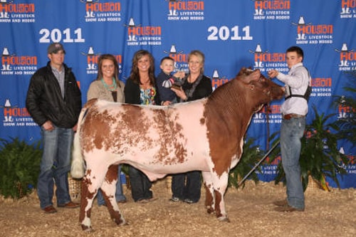 1st Place Light Weight Shorthorn Houston Livestock Show