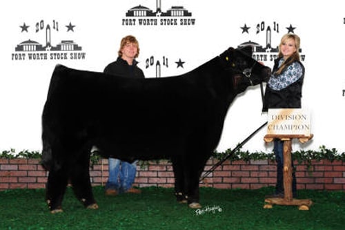 Division 2 Champion Fort Worth Livestock Show