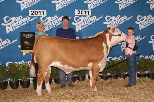 Champion Hereford San Antonio Livestock Show