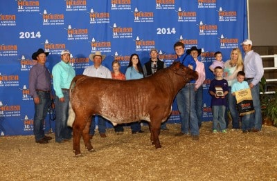 Macy Goodson Kutter Gill Reserve Champion Shorthorn 2014 Houston