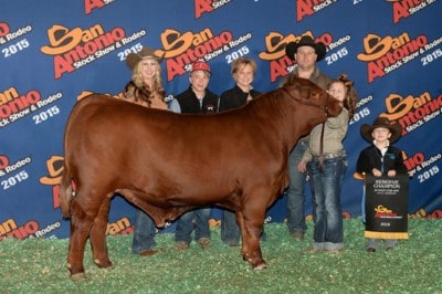 Caroline Bodifordvale Reserve Champion Santa Gertrudis 2015 San Antonio