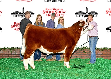 Tyler Harmonsonn Champion Light Weight Polled Hereford Fort Worth Stock Show