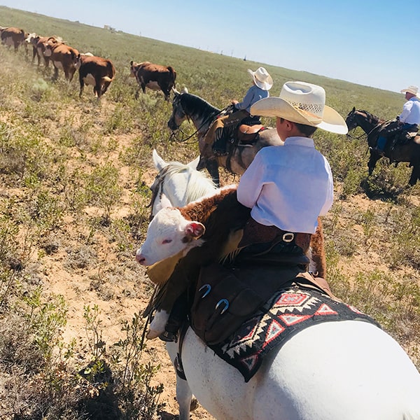 Cows and Cowboys