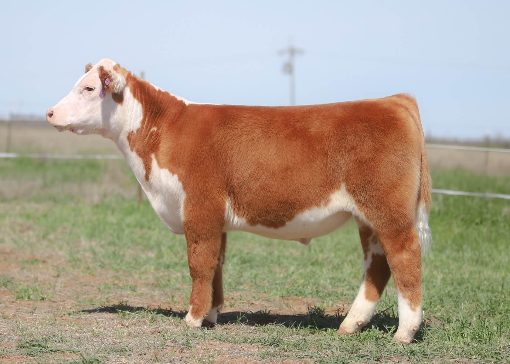 P524 - 2020 SC Online