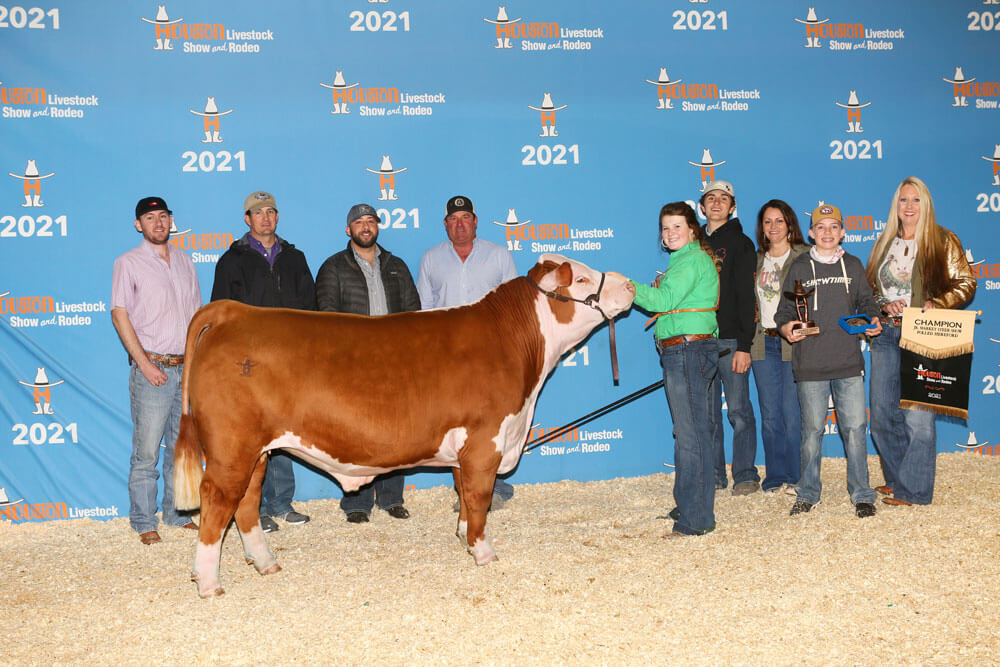 Champion Polled Hereford, Houston Livestock Show, Amber Dee