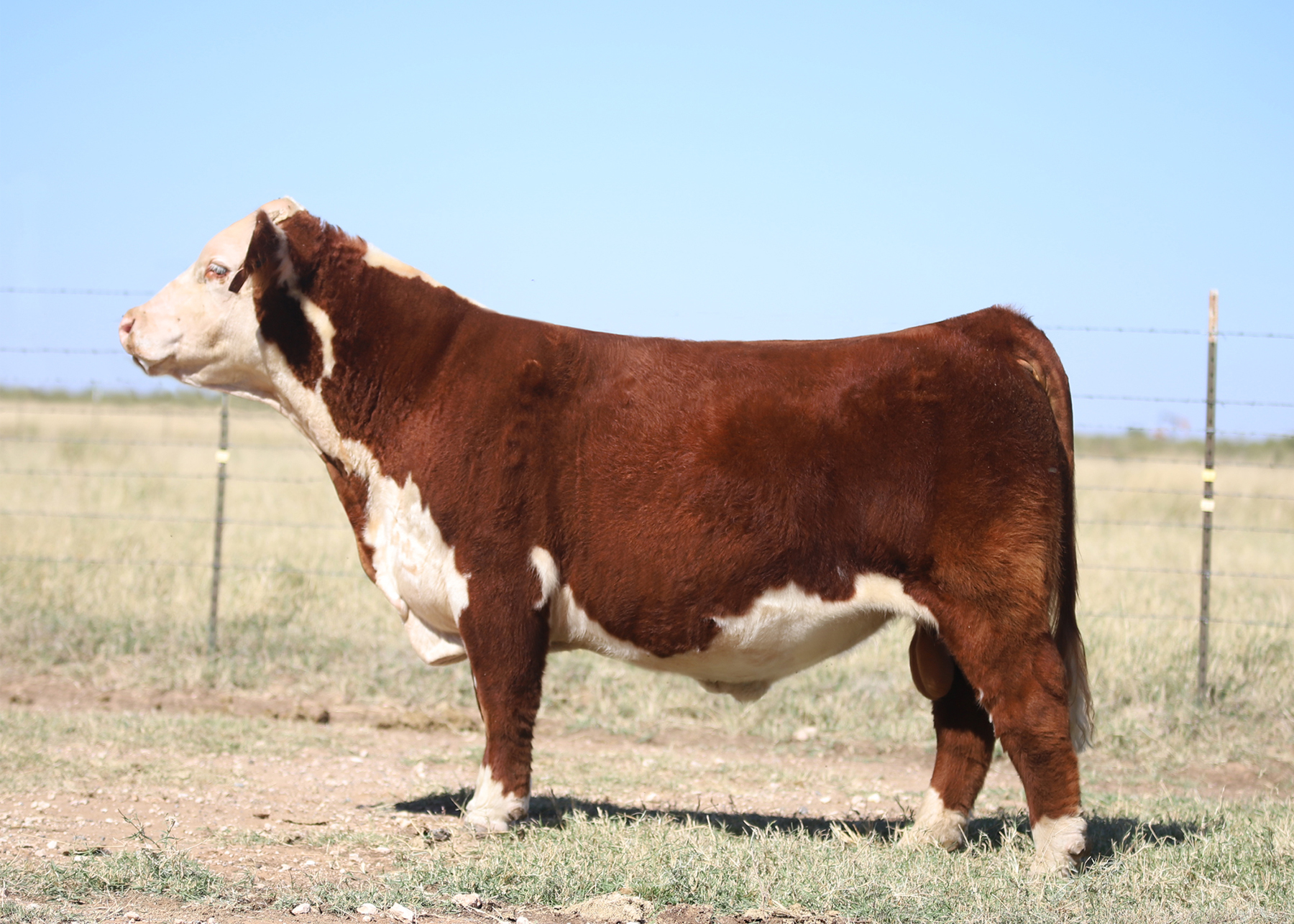 Sire: H12 x BH828 :: Dam: Made Right x P254